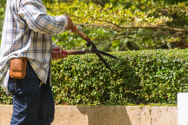Garden Maintenance Chelsea, SW3